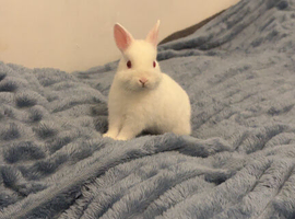 Netherland dwar bunnie