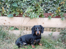 Miniature dachshund for stud