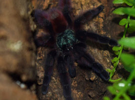 Beautiful Caribena Versicolour For Sale!