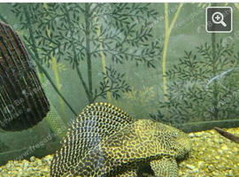 Oscar and 2 plecos