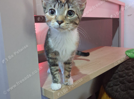 Kitten 6 months