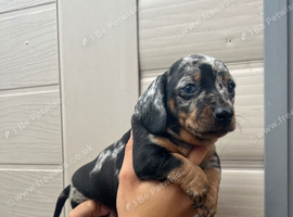 For sale Blu 6week miniature dashund boy