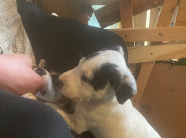 Collie x pups, loving intelligent and loyal