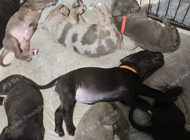 Cane corso x pups
