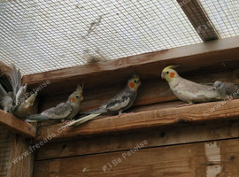 Young Cockatiels for sale