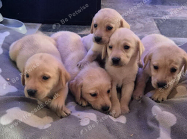 Labrador pups for sale