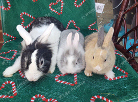 Mum and 2 baby