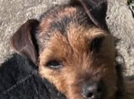 MISSING TERRIER IN WALES
