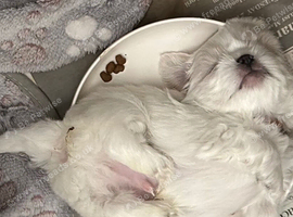 Five Beautiful White & Lavender Imperial / Tea- Cup Shih Tzu&rsquo;s