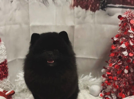 Kingsford pure Pomeranian boy for stud