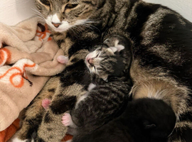 Two gorgeous kittens for sale