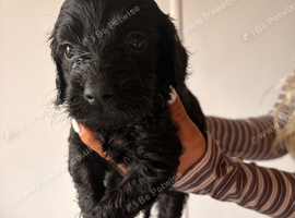 Beautiful F1 cockapoo
