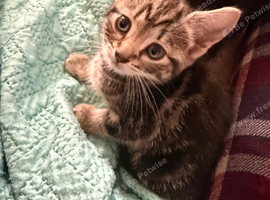 Tabbies for sale