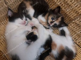 Kittens 1 boy 2 girls