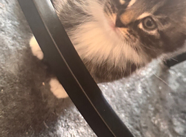 Kittens ready for new home.