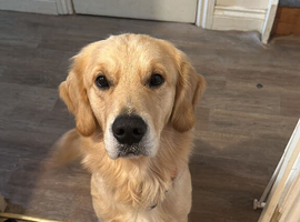 3yr old male retriever