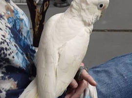 Full white cockatoo Glasgow