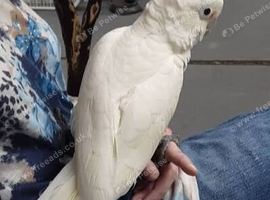 Cockatoo Glasgow