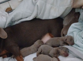 4 boys 2 girls isabella and lilac