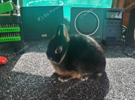 Black otter Netherland dwarfs