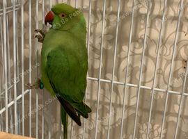 Babe Ring neck And one adult