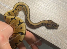 Spider 66% het albino clown royal python