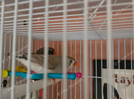 2 female finches