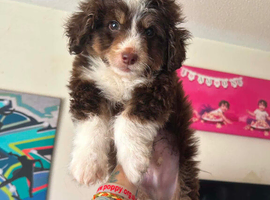 Cavapoo cross Pomsky