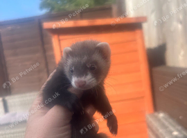 Ferrets