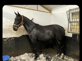 French trotter gelding