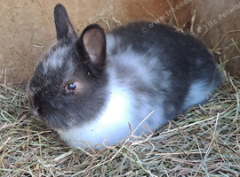 Rescue Netherland Dwarf Boy Ori - Vaccinated - Looking for a Good home :)