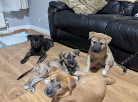 The Elite Giant: Beautiful American Akita x Irish Wolfhound Girl