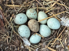 Caledon and coturnix Quail Fertile Eggs