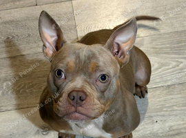 Need to rehome my pocket bully