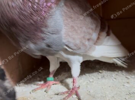Pouter Pegions