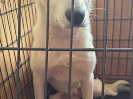 Welsh collie tri colour 8 months old
