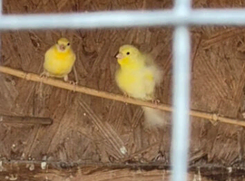 2 beautiful canaries
