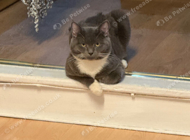 1 year old male cat