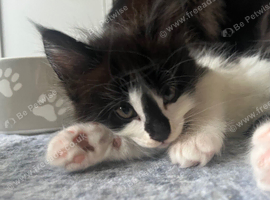 Maine coon kittens for sale