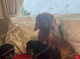 2 gorgeous F1 Cavapoo Boys