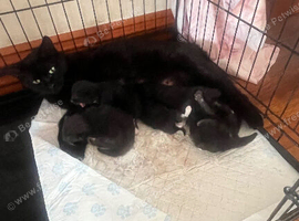 Kittens