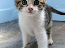 Lovely white and grey kitten