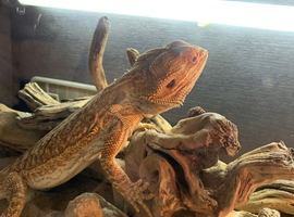 Bearded dragon 1year old