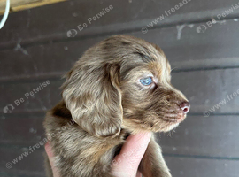 Rare Cocker spaniel puppy