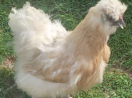Unrelated pair of silkies