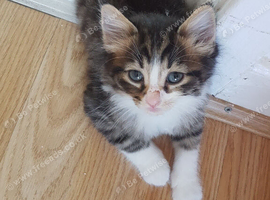4‑week‑old boy kitten available for reservation