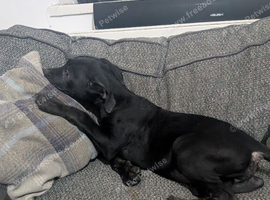 Cane corso puppies 4 females