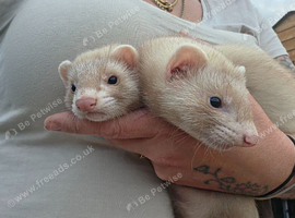 2 hob ferret twins 12 weeks old.