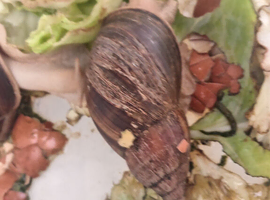 2 years old African land snails