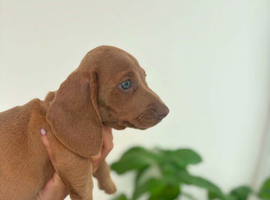 KC registered miniature Dachshund- Ready to leave now!